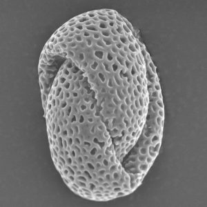 Pollen d'Arbidopsis