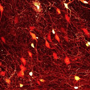 Réseau neuronal dans le cervelet de souris